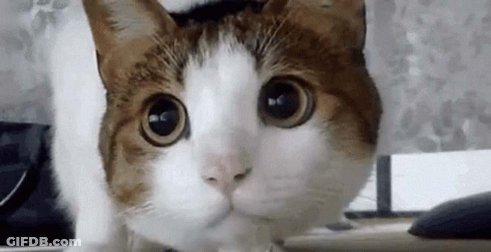 Cats Looking Around Big Eyes Searching GIF