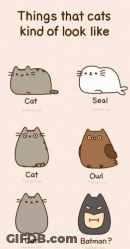 Cats Looking Like Seal Owl Batman GIF