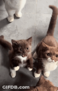 Cats Looking Up One Brown And White GIF