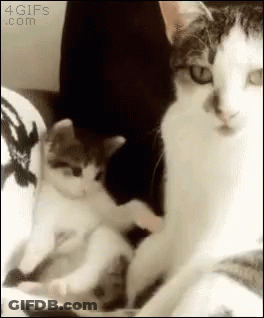 Cats Lying On Couch GIF