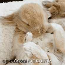 Cats Lying Together Good Morning GIF