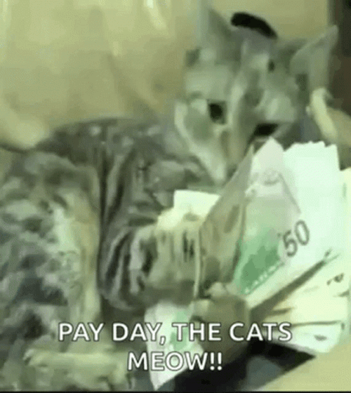 Cats Make It Rain Money GIF