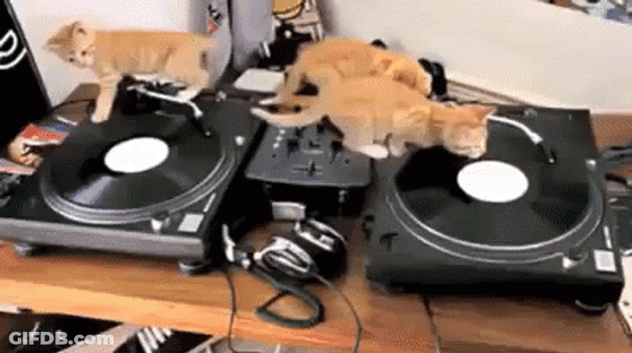 Cats On Dj Screw Disc GIF