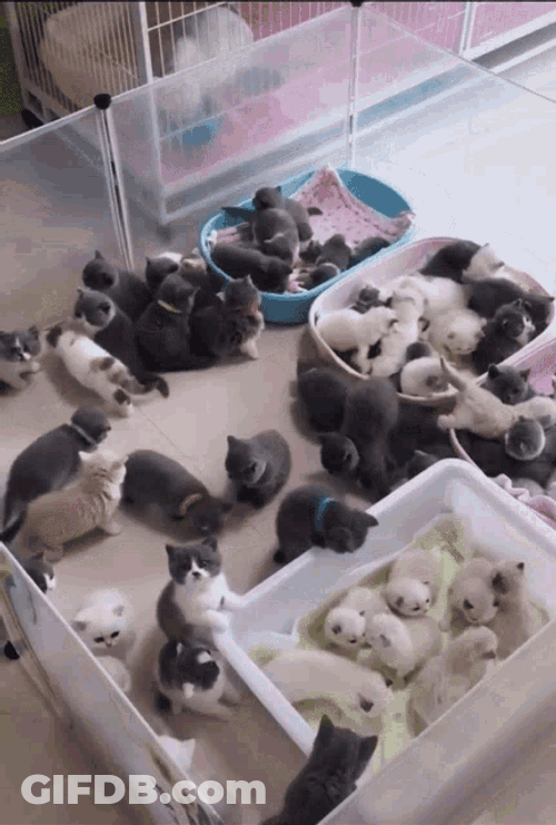 Cats Pets GIF