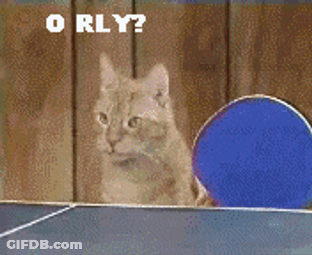 Cats Playing Game Of Strategy Table Tennis GIF