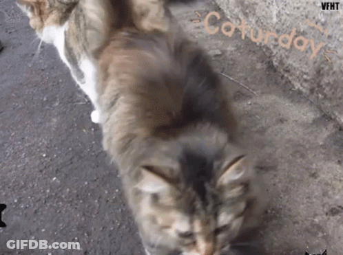 Cats Playing On Sidewalk Saturday GIF