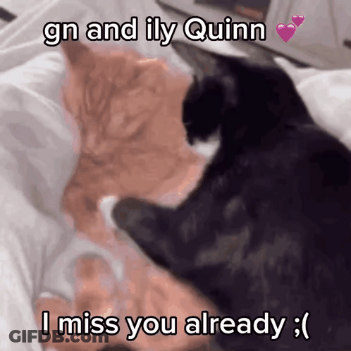 Cats Saying GN ILY Quinn I Miss You GIF