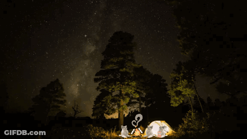 Cats Sitting Around Campfire At Night GIF