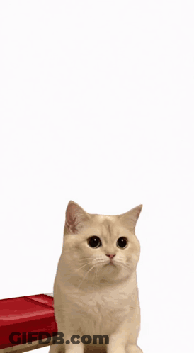 Cats Sitting In A Row Looking At Camera GIF