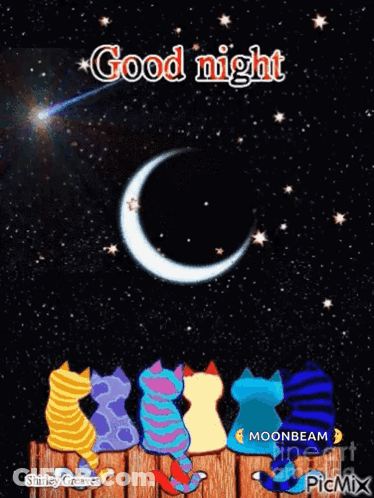Cats Sitting On Fence Watching Shooting Star GIF