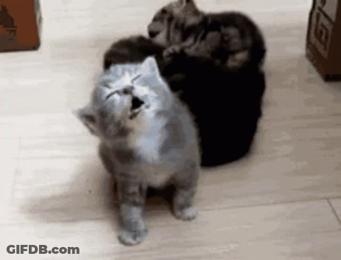 Cats Sitting On Wooden Floor Yawning GIF
