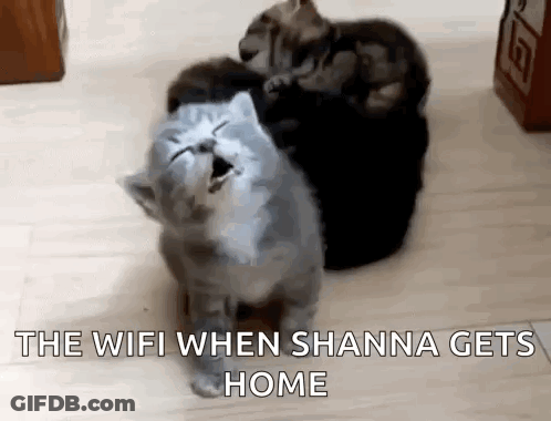 Cats Sitting With Wifi When Shanna Gets Home GIF