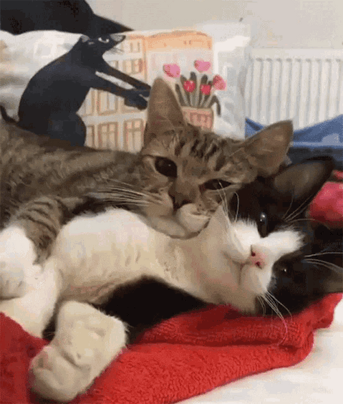 Cats Snuggle In Bed GIF