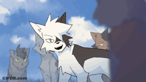 Cats Standing In Field With White And Black Cat GIF