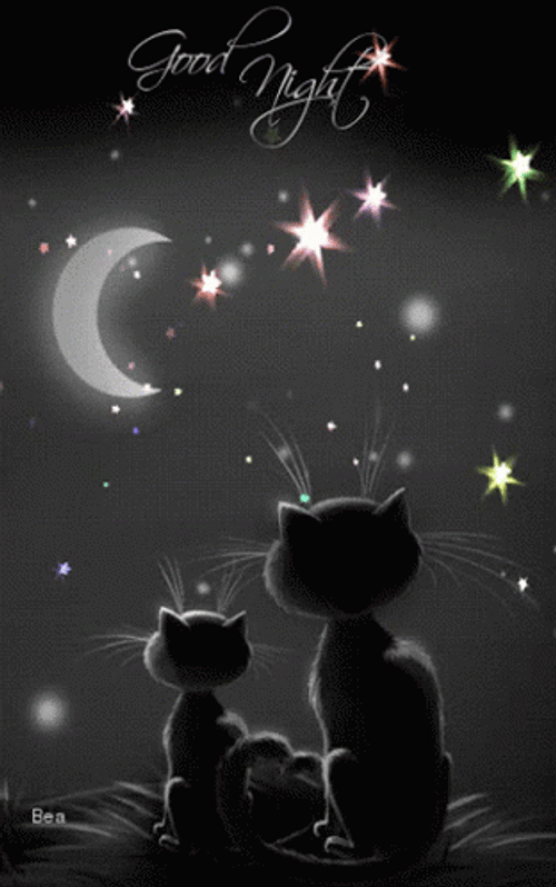 Cats Staring The Moon Linda Noche GIF
