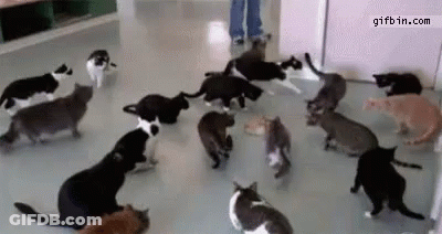 Cats Surrounding Person On Floor GIF