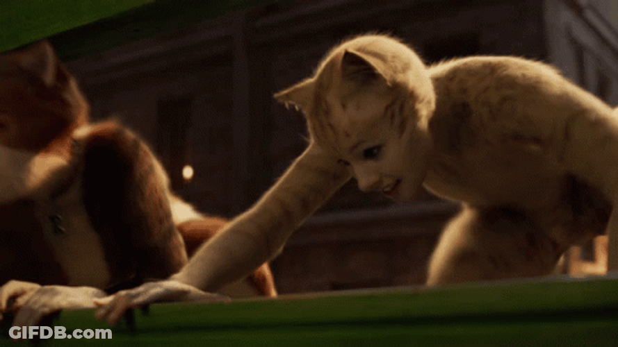 Cats Taylor Swift And Danny Collins Sneaking In GIF