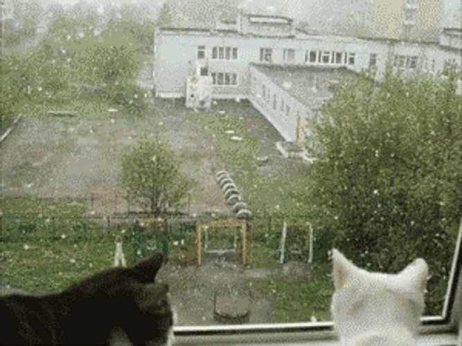 Cats Watching While Snowing Outside GIF