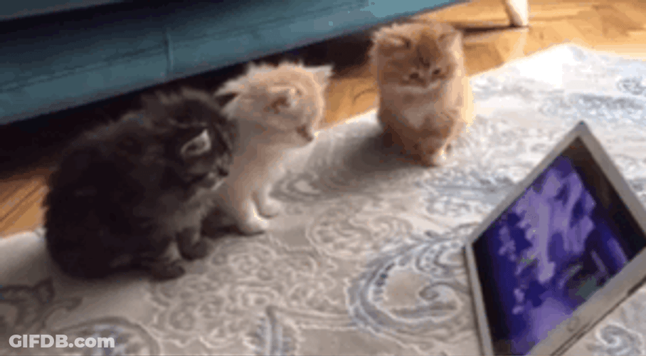 Cats Watching Youtube GIF