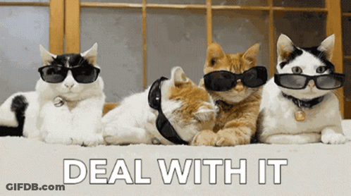 Cats Wearing Sunglasses Deal With It GIF