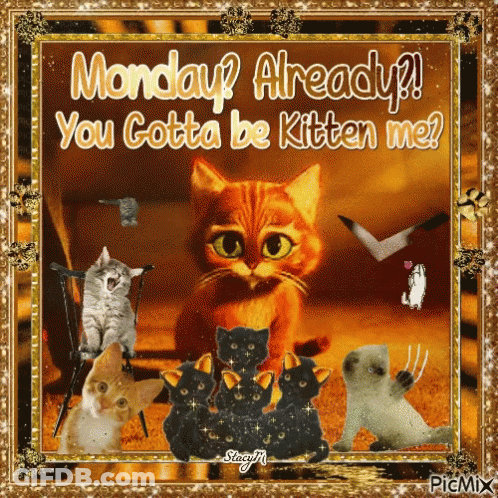 Cats With Monday Gotta Be Kitten Me GIF