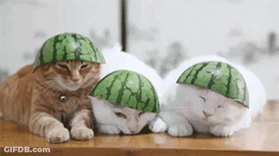 Cats With Watermelon Cap GIF