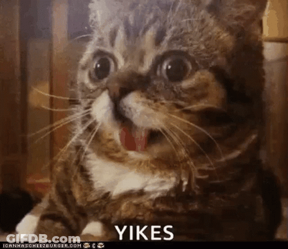 Cats Yikes Eek Reaction GIF