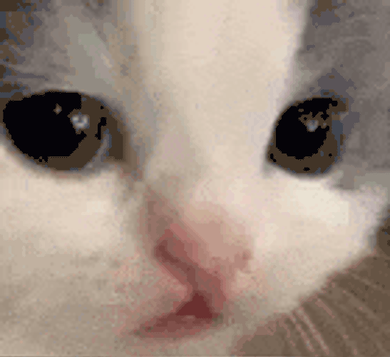Catstare Catsad GIF