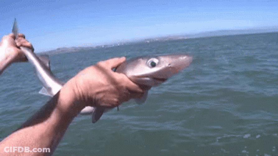 Caught Baby Shark GIF