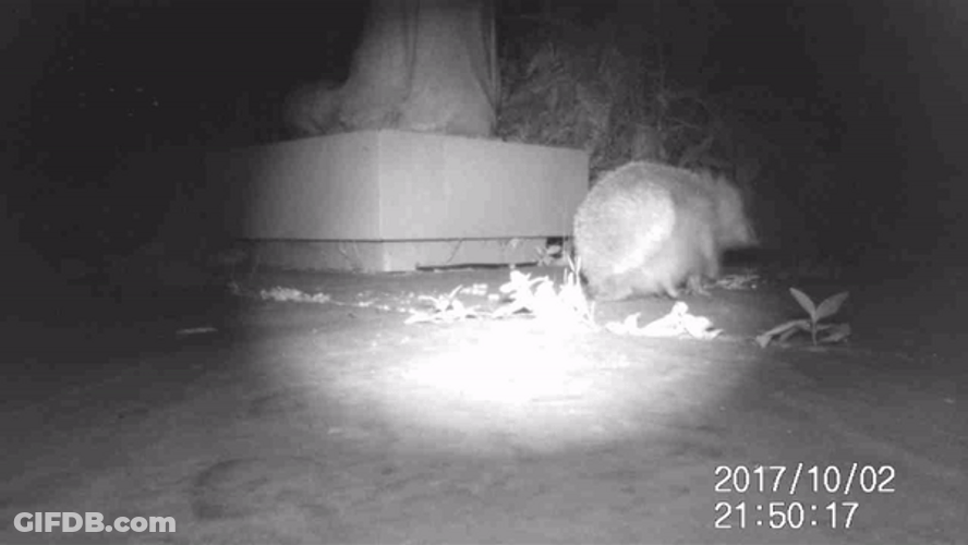Caught On Cam Hedgehog Scratching GIF