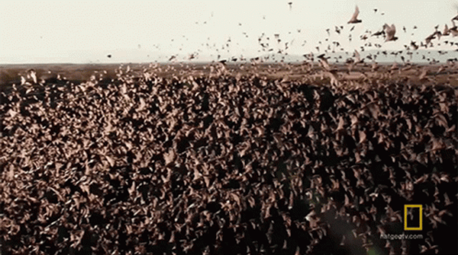 Cauldron Free Tailed Bats On Location GIF