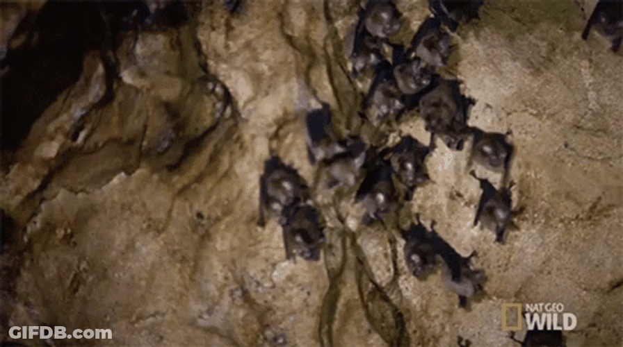 Cauldron The Bat Gauntlet GIF