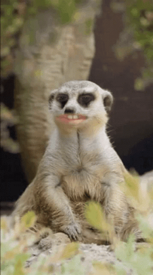 Cautious Cute Meerkat On A Look Out GIF