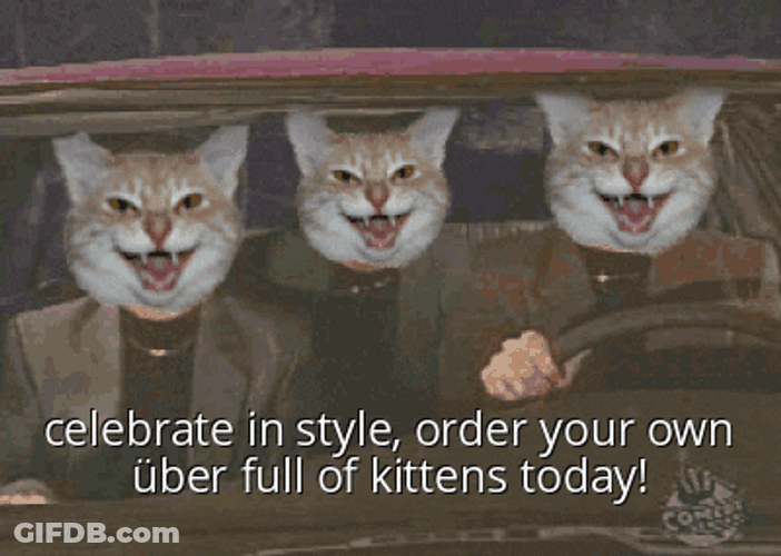 Celebrate In Style Cat Driving With Kittens GIF