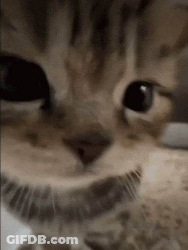 Celebrating Cat With Confetti Yippee GIF
