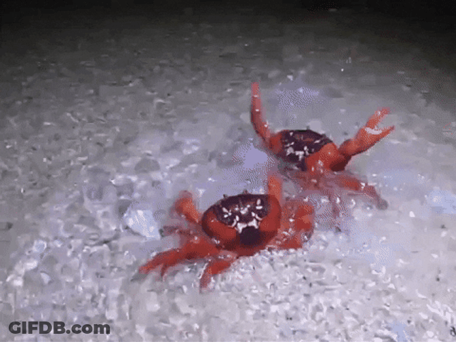 Celebrating Crab Rave GIF