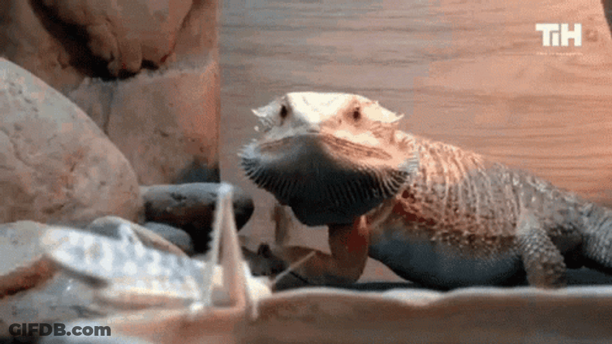 Central Bearded Dragon Lizard Eating Insects GIF