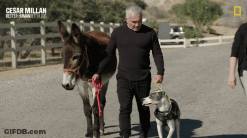 Cesar Millan Better Human Better Dog GIF