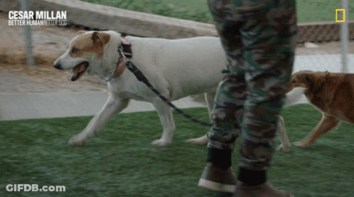 Cesar Millan Better Human Better Dogs Poster GIF