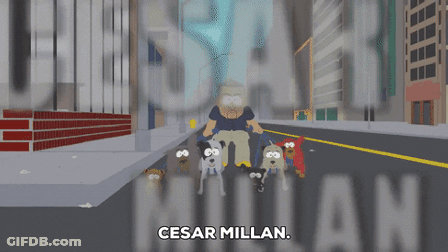 Cesar Millan Walking Dog GIF