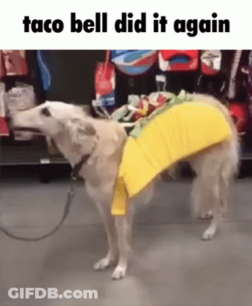 Chain Dog Taco Bell GIF