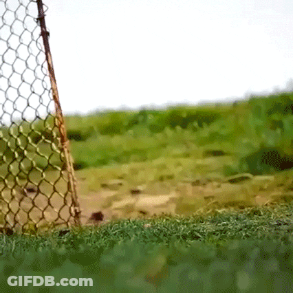 Chain Link Fence Surrounding Green Field GIF