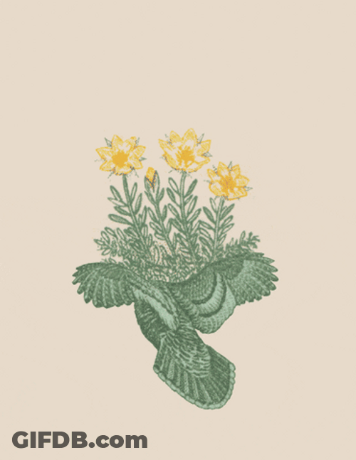 Changing Flowers Animation GIF