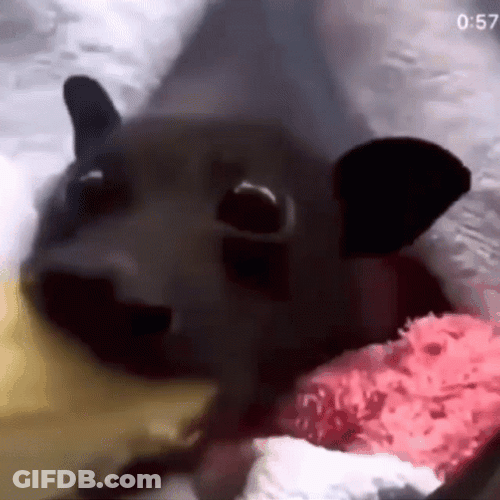 Charming Bat Eating Banana GIF