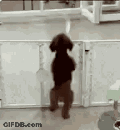 Charming Dancing Dog Jump GIF