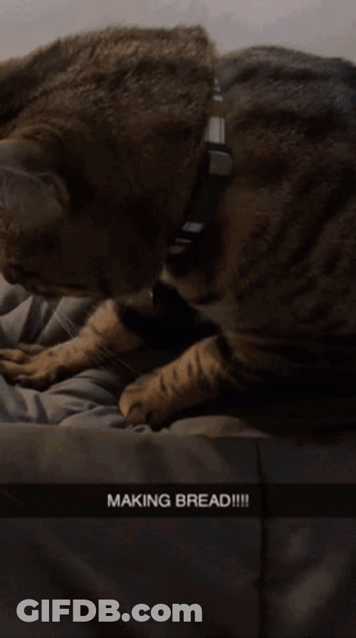 Charming Energetic Cat Making Biscuits GIF