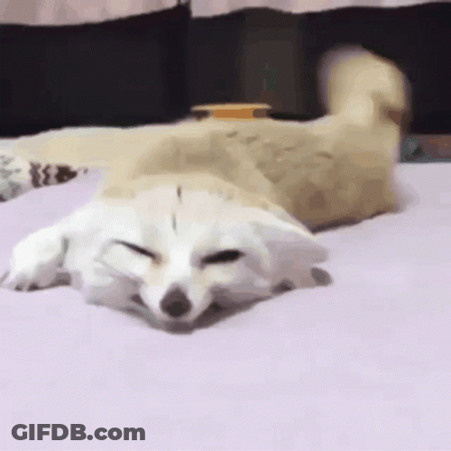 Charming Fennec Fox Wagging Tail GIF