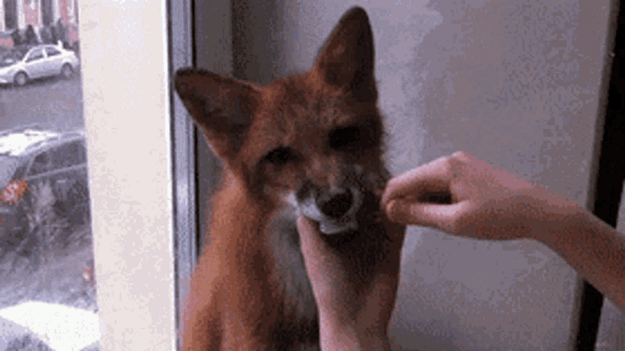 Charming Fox Brushing Teeth GIF