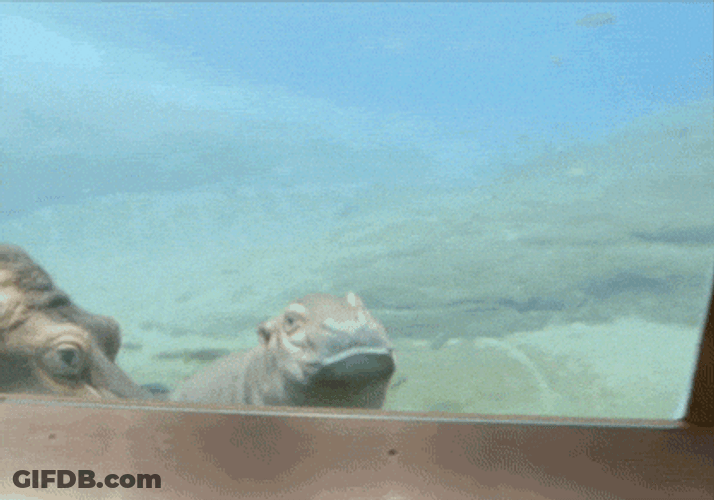 Charming Hungry Baby Hippo Swimming GIF