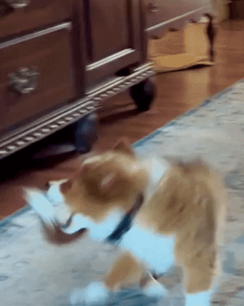 Charming Puppy Brown Dog Chasing Tail GIF